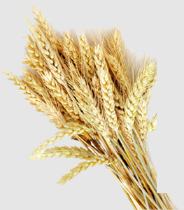 CA88(�й���)Ψһ�ٷ���վ