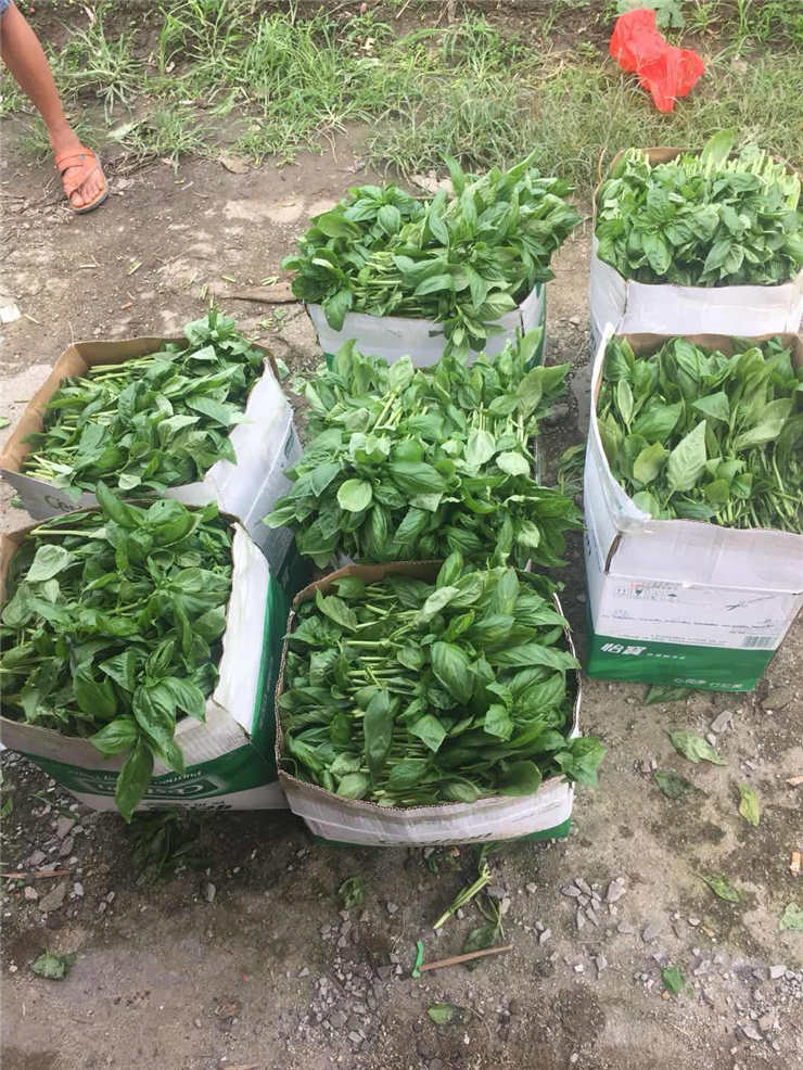 CA88(�й���)Ψһ�ٷ���վ